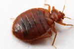 Bed Bug Removal Services in London ON – ASAP Pest Control 
