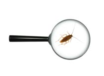 Pest Home Inspection