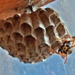 Wasp Nest & Bee Removal in London, ON