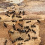 Carpenter Ant Control Services from ASAP Pest Control in London, ON