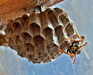 Bee & Wasp Nest Removal – ASAP Pest Control
