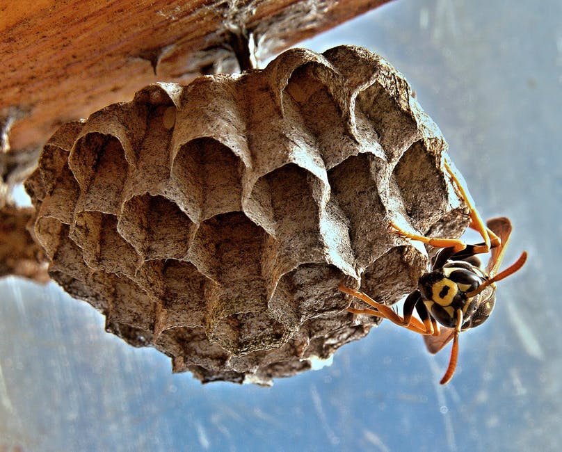 Wasp Nest & Bee Removal in London, ON