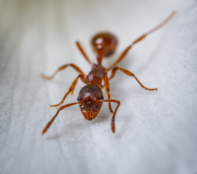 ant control services in London, ON