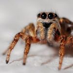 Spider Control Services in London, ON