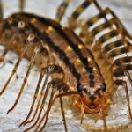 The House Centipede