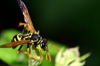 What Does a Wasp Look Like?