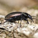 How to get rid of ground beetles in your home