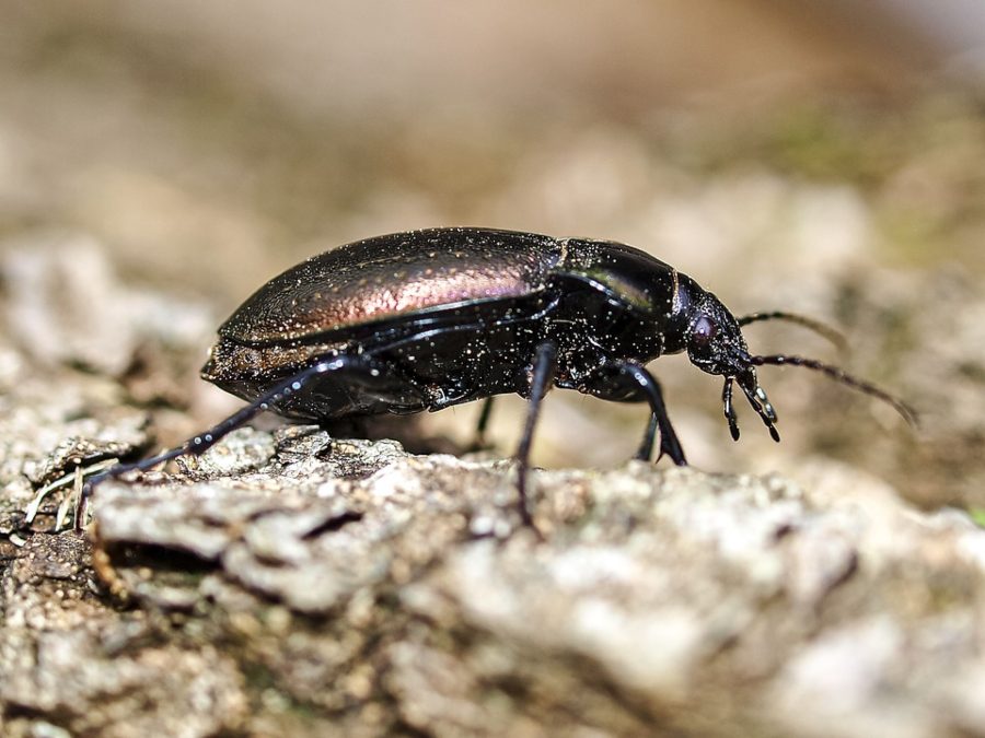 How to get rid of ground beetles in your home