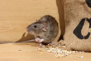 How to get rid of Norway Rats in your home