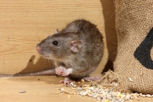 Identifying and Getting Rid of Norway Rats