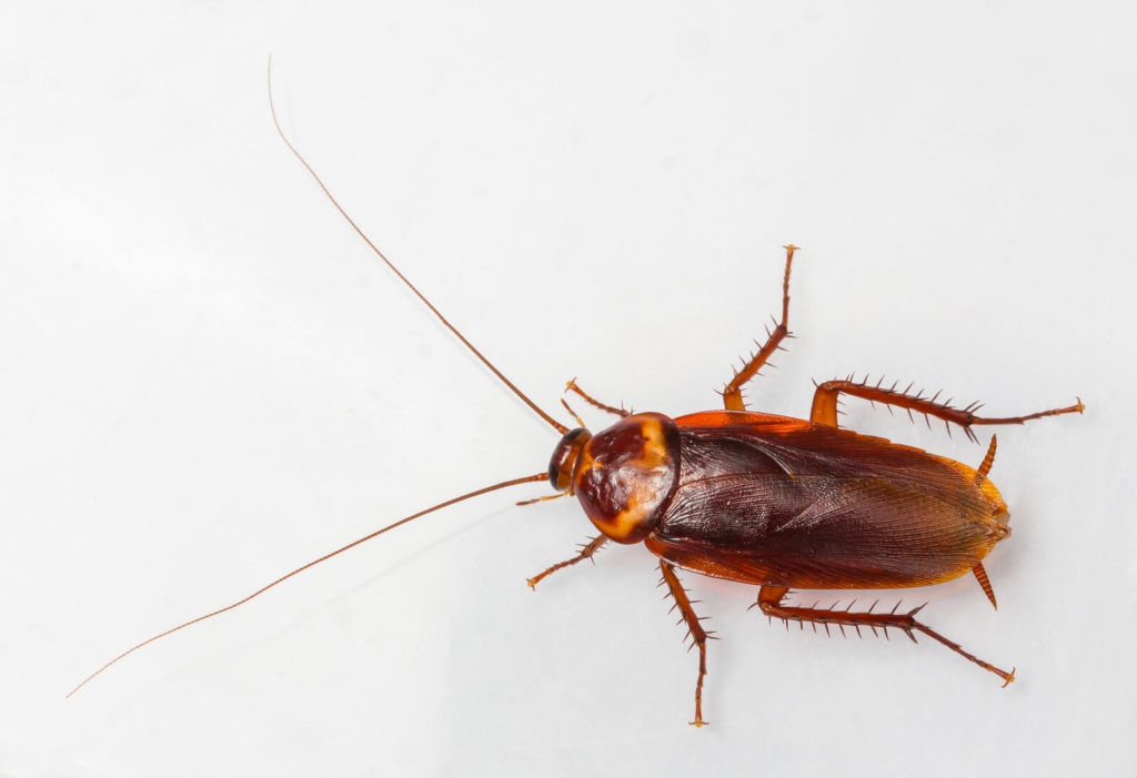 What you need to know about the American Cockroach