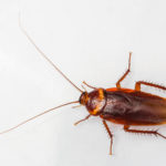 What you need to know about the American Cockroach