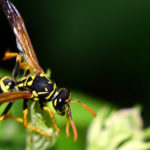 Everything you need to know about wasps