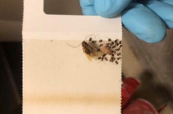 Health threats posed by pests