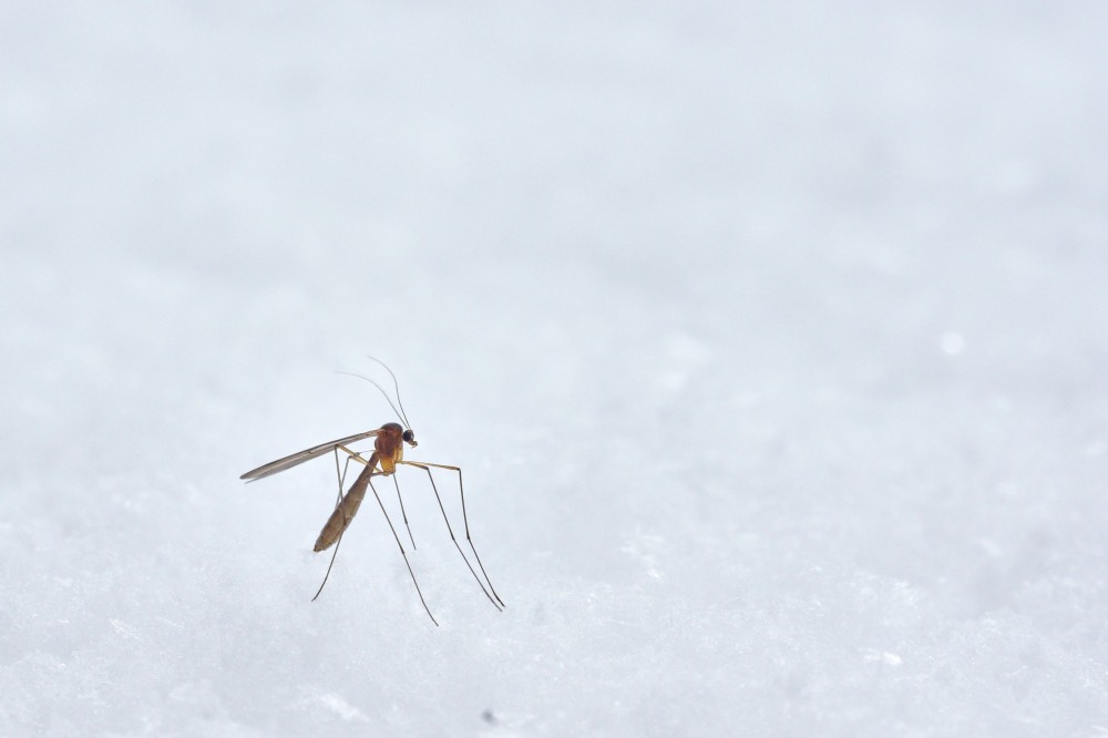 What You Need to Know About Mosquitos