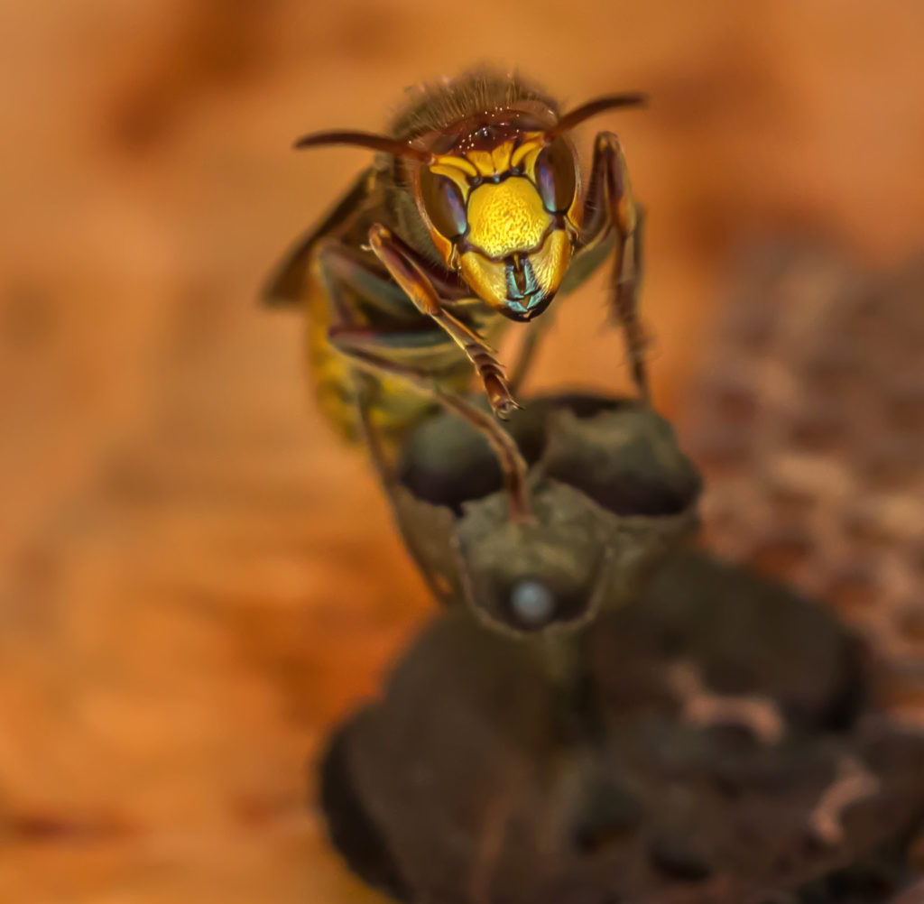 What You Need to Know About Hornets