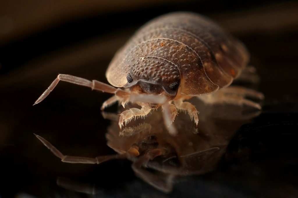 How to prevent bringing bed bugs home with you