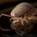 How to prevent bringing bed bugs home with you