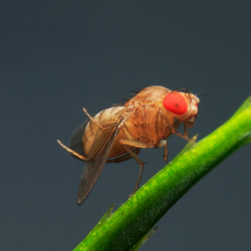 What You Need to Know About Fruit Flies