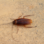 What You Need to Know About Oriental Cockroach