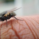 What You Need to Know About House Flies