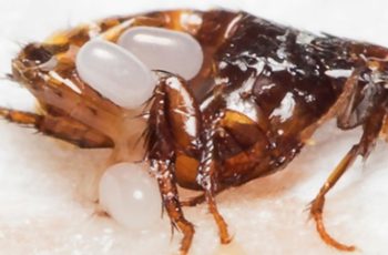 What You Need to Know About Fleas