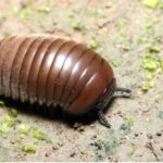 What you need to know about Sowbugs & Pill Bugs – ASAP Pest Control