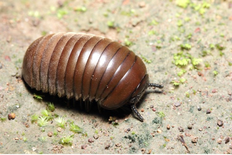 What you need to know about Sowbugs & Pill Bugs – ASAP Pest Control