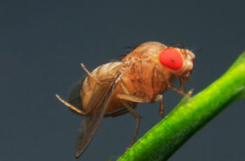 What You Need to Know About Fruit Flies