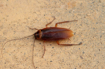 What You Need to Know About Oriental Cockroach