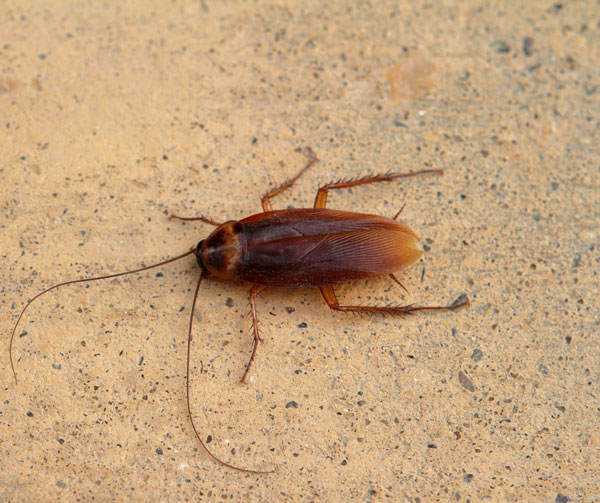 What You Need to Know About The Oriental Cockroach | ASAP Pest Control