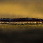 How to get rid of millipedes in your home