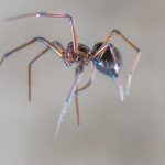 Household spider identified and removed from by the experts at ASAP pest control