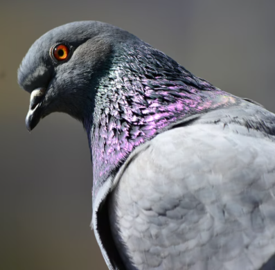 close up of a grey pigeon, commonly found on high-rise balconies