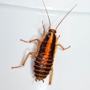 German cockroach identified and removed by ASAP Pest Control