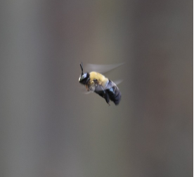 Learn how to manage a carpenter bee infestation in your home from ASAP Pest Control