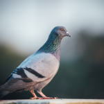Close up of pigeon before bird control services at ASAP Pest Removal