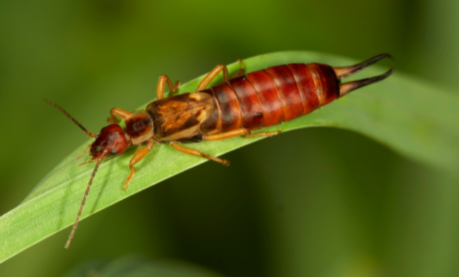 Learn what you need to know about earwigs from ASAP Pest Control
