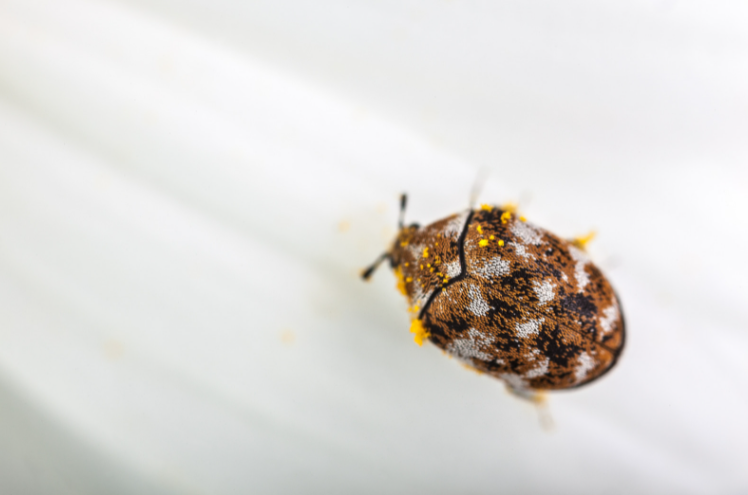 Carpet Beetle - ASAP Pest Control