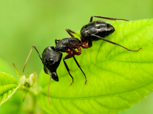 What You Need to Know About Carpenter Ants – ASAP Pest Control