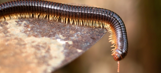 What You Need to Know About Millipedes – ASAP Pest Control