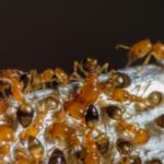 What You Need to Know About Pharaoh Ants – ASAP Pest Control