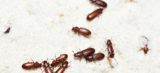 Learn how to identify and remove stored product pests from ASAP Pest Control