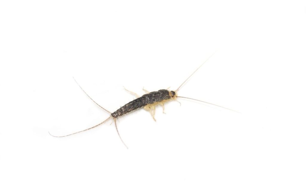 Close up of silverfish before ASAP Pest Removal