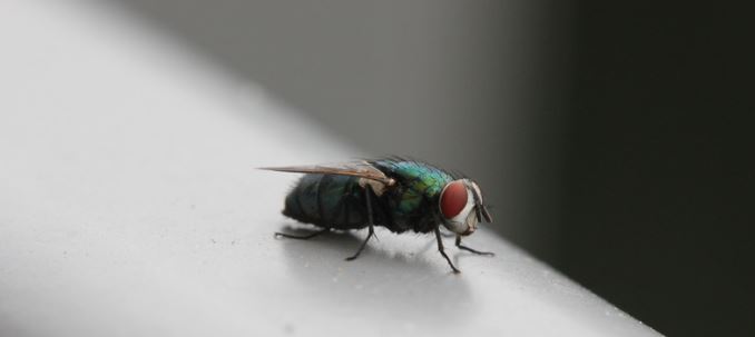 Bottle Fly in a home before removal by ASAP Pest Control