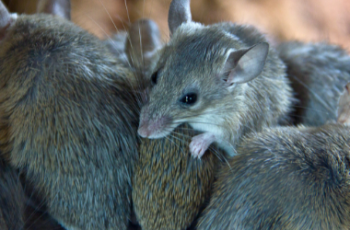 How quickly can mice multiply? - ASAP Pest Control